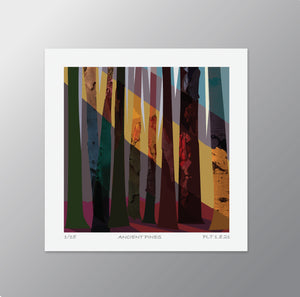 Ancient Pines – Signed Limited Edition Print